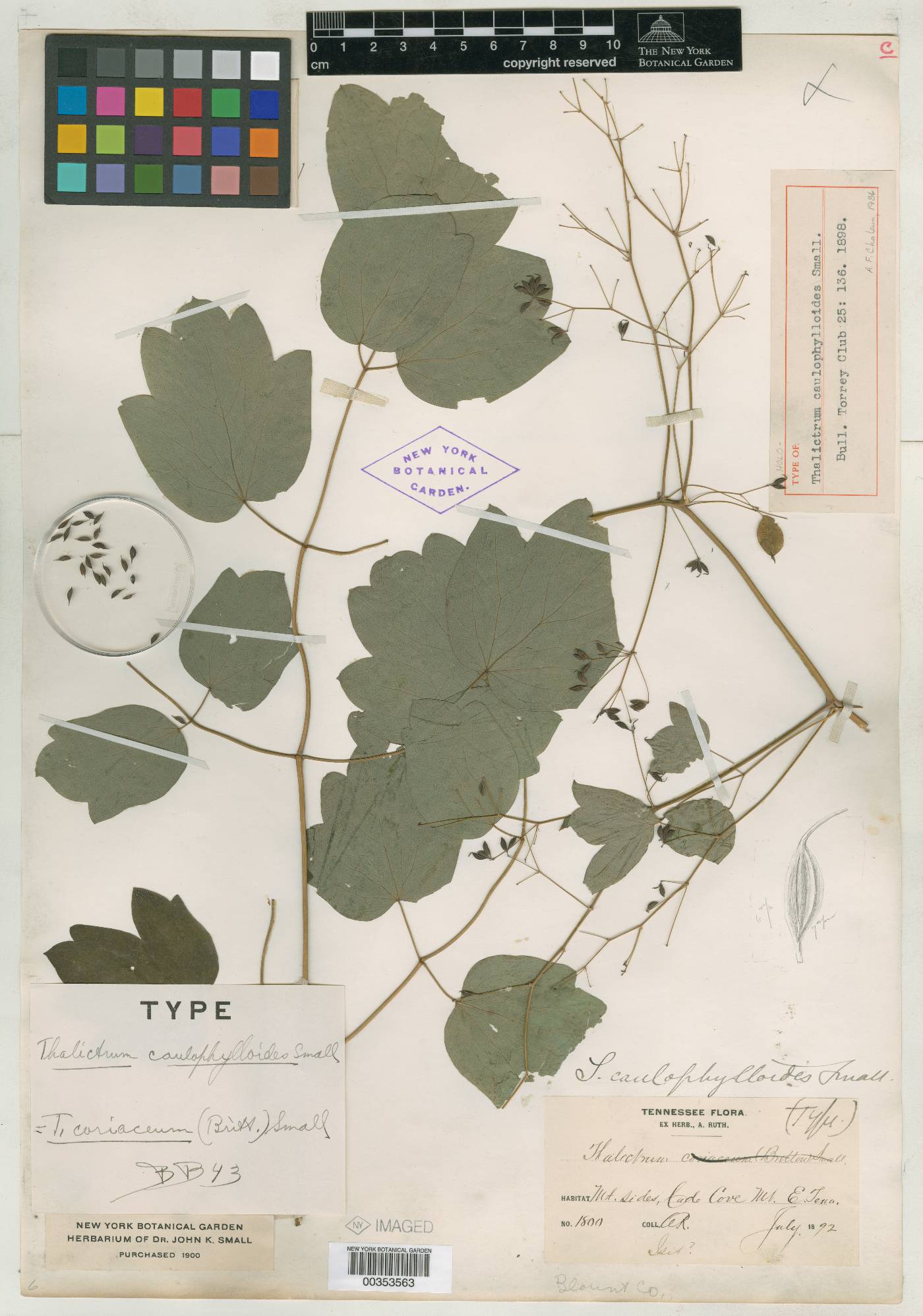 Thalictrum caulophylloides image