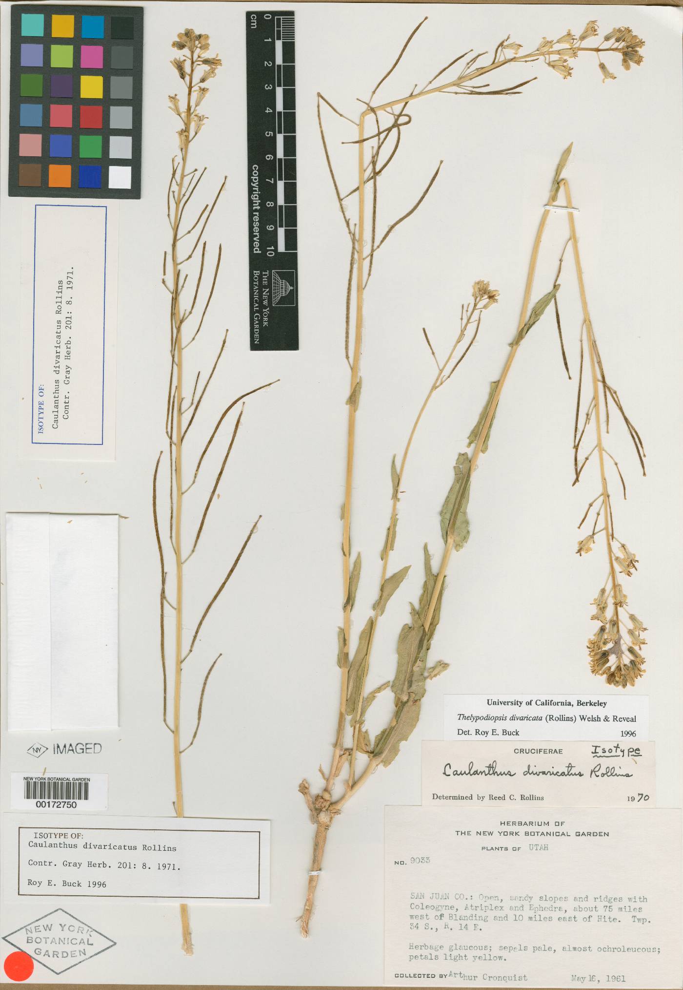 Thelypodiopsis divaricata image