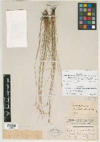 Sisyrinchium capillare image