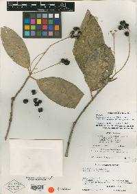 Ardisia tonii image