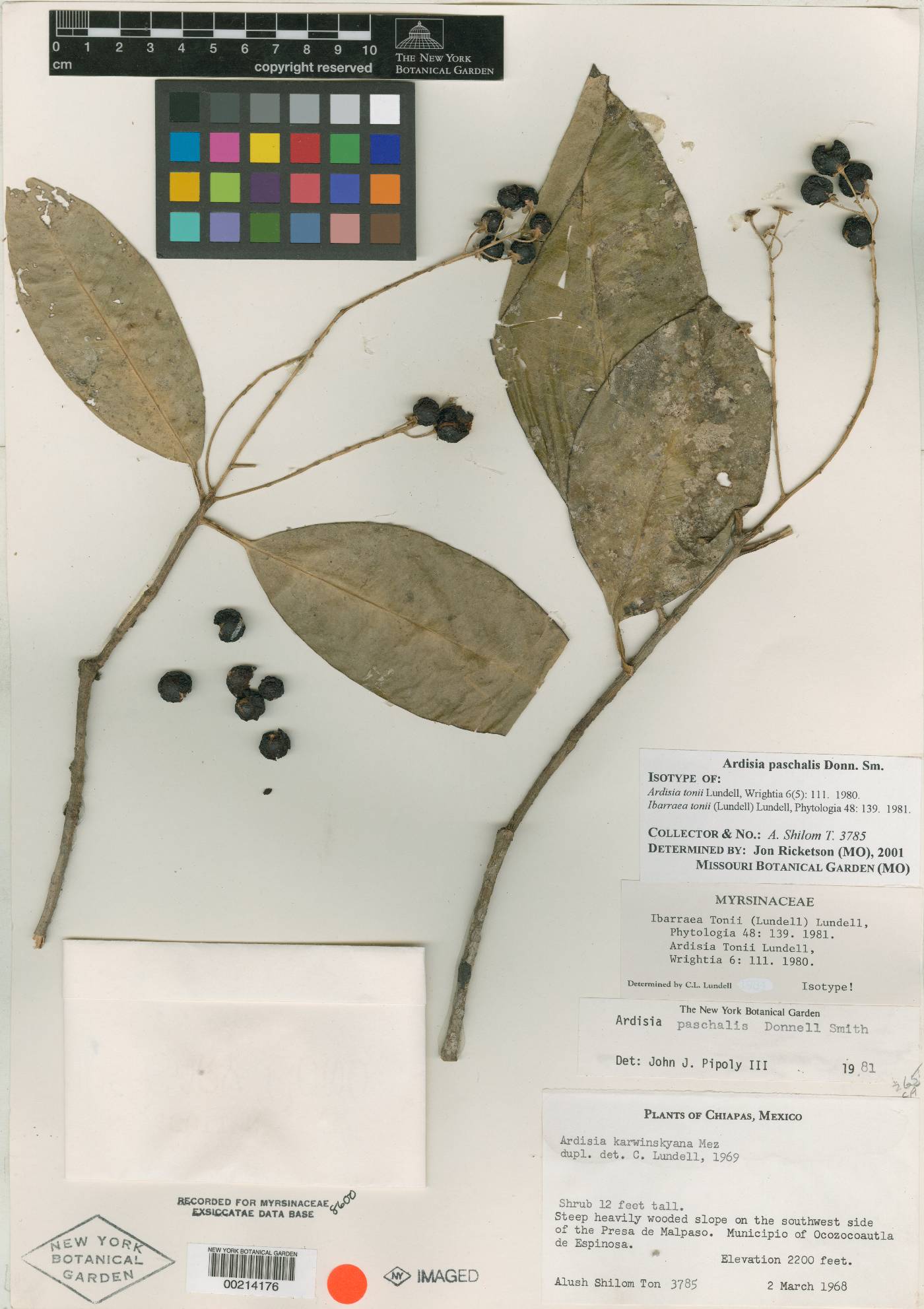 Ardisia paschalis image