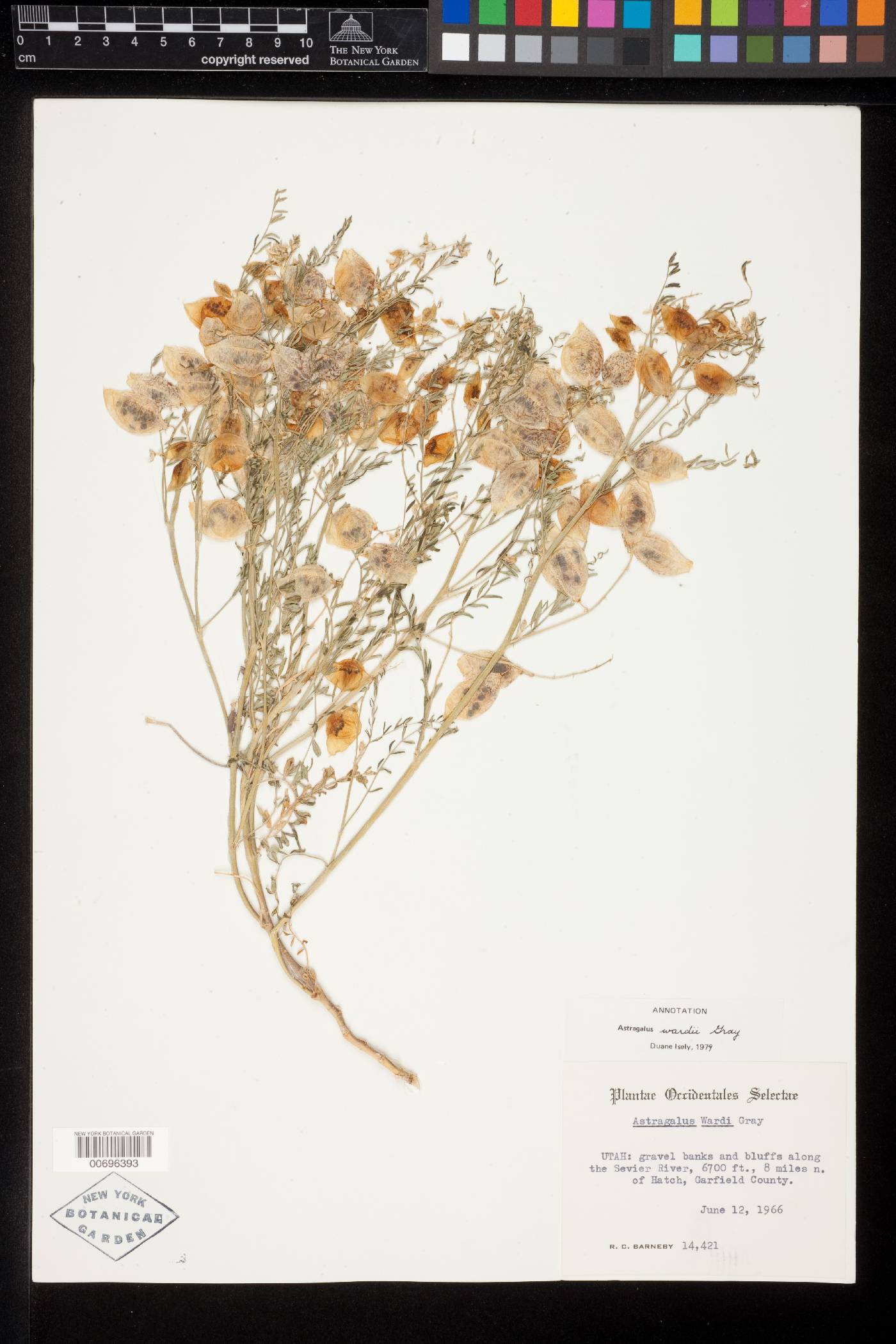 Astragalus wardii image