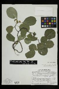 Celastrus scandens image