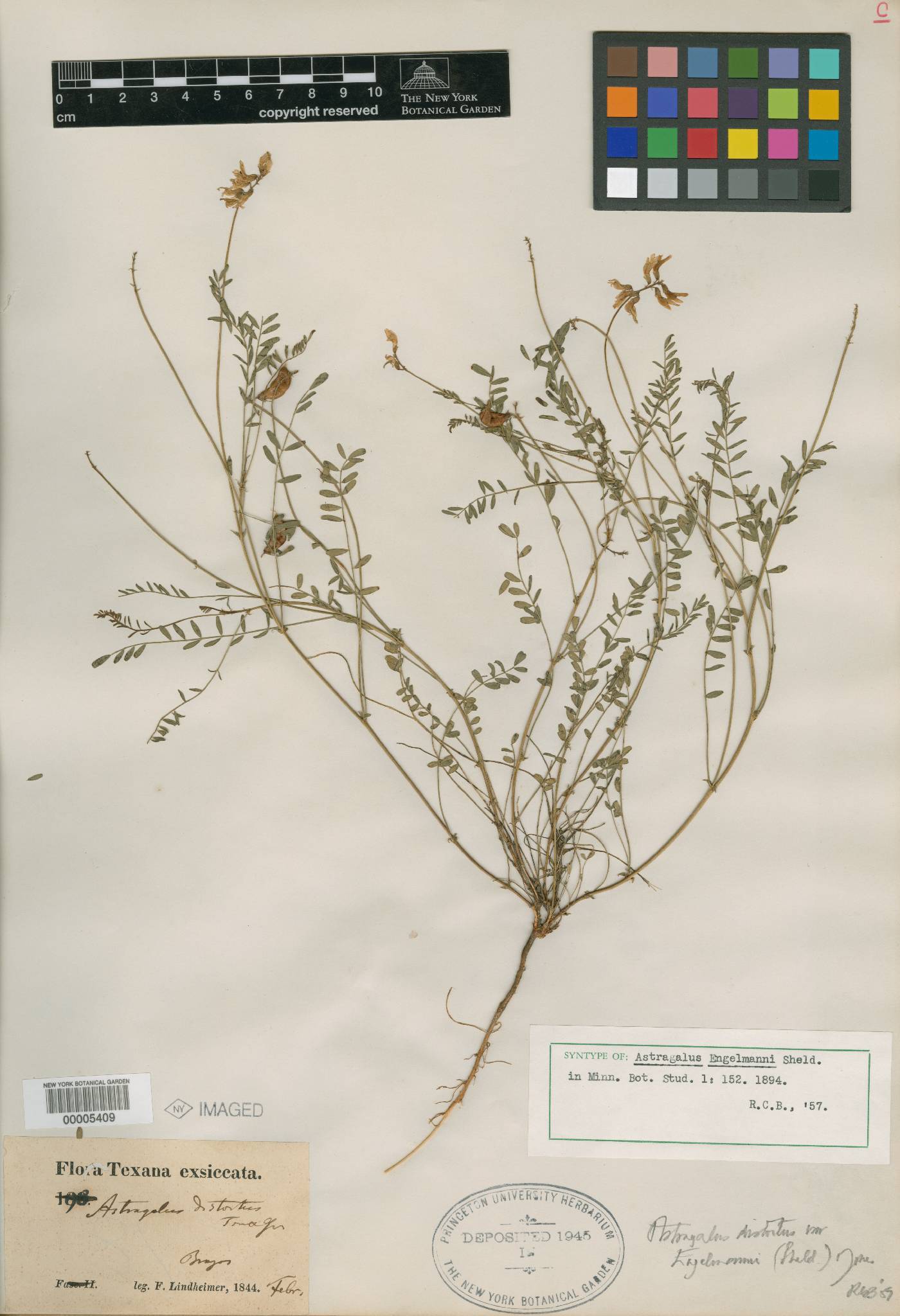 Astragalus engelmannii image