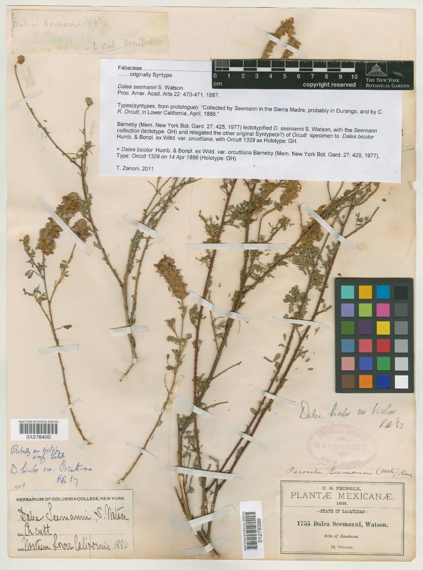Dalea seemannii image