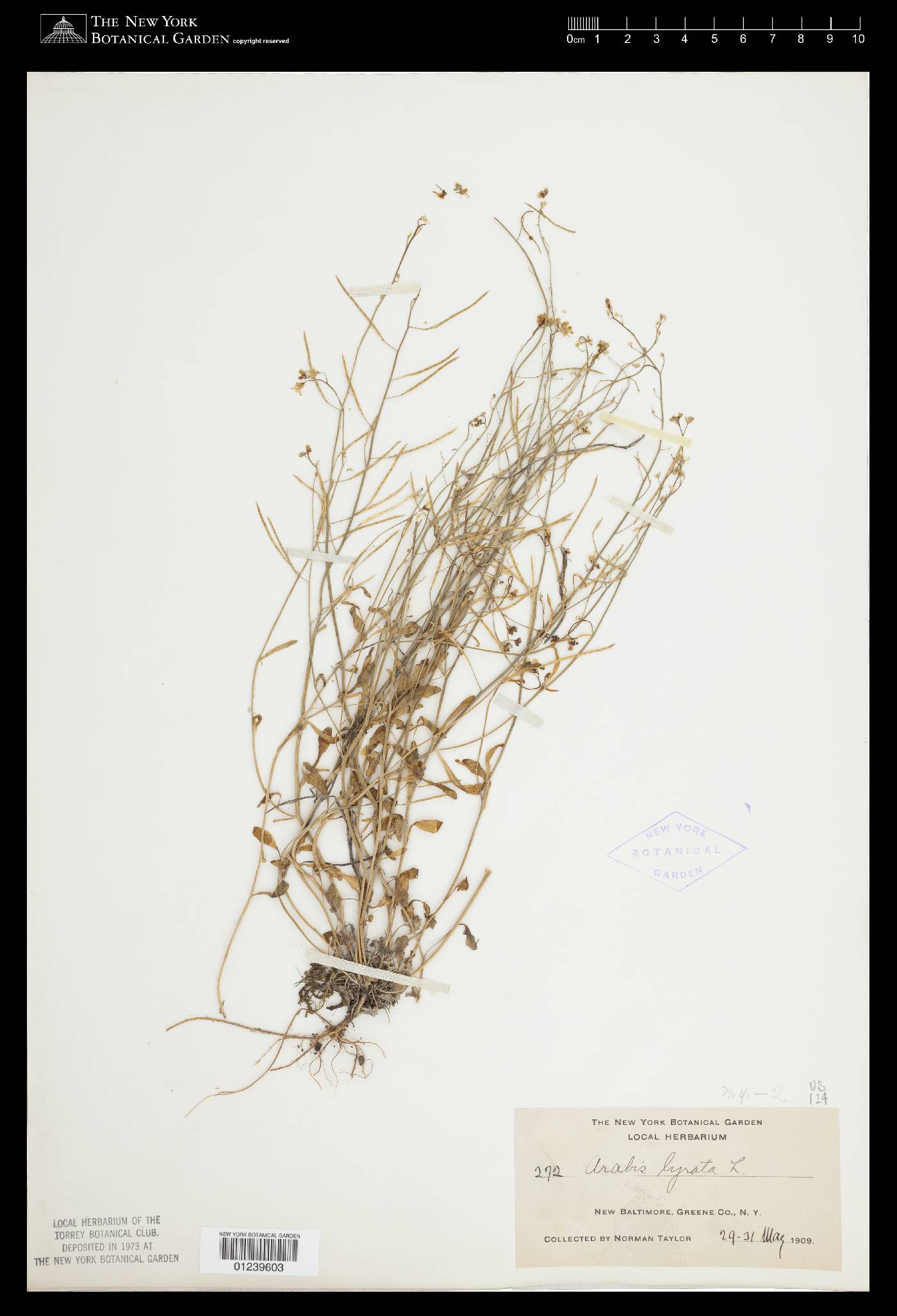 Arabidopsis lyrata subsp. lyrata image