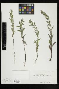 Scutellaria galericulata image