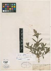 Stachys rothrockii image