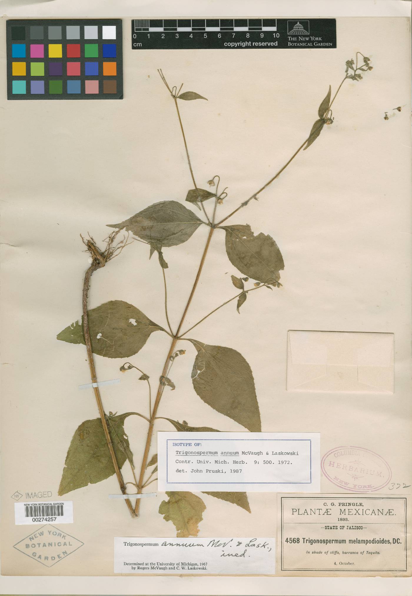 Trigonospermum annuum image