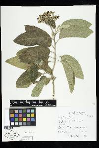 Solanum donianum image