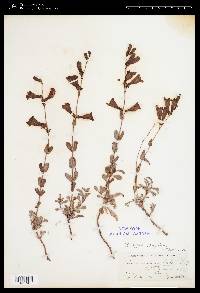 Penstemon azureus var. azureus image