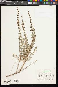 Keckiella rothrockii var. rothrockii image