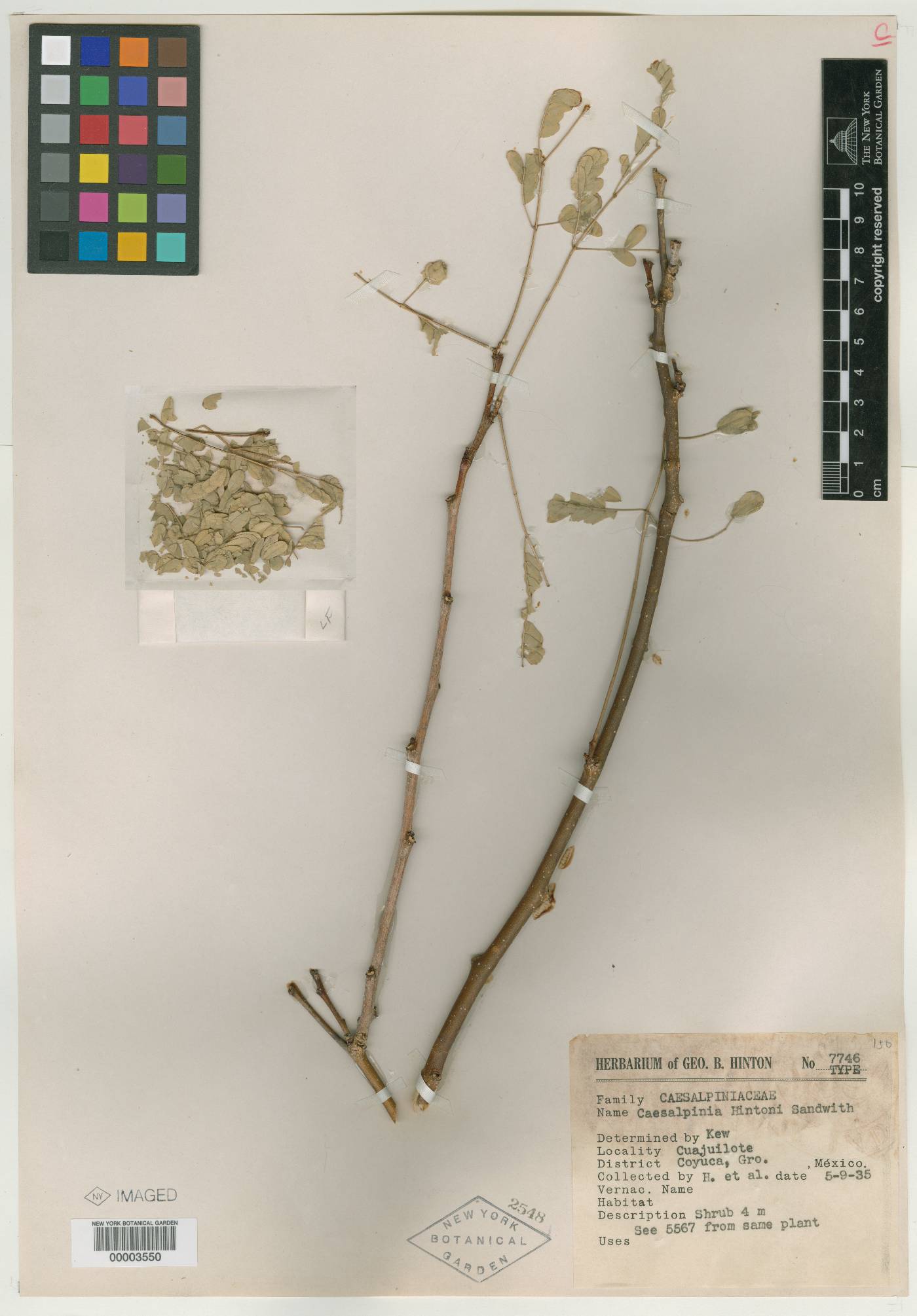 Caesalpinia hintonii image