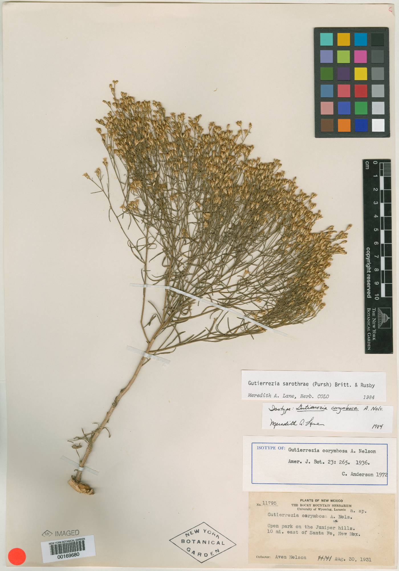 Gutierrezia corymbosa image