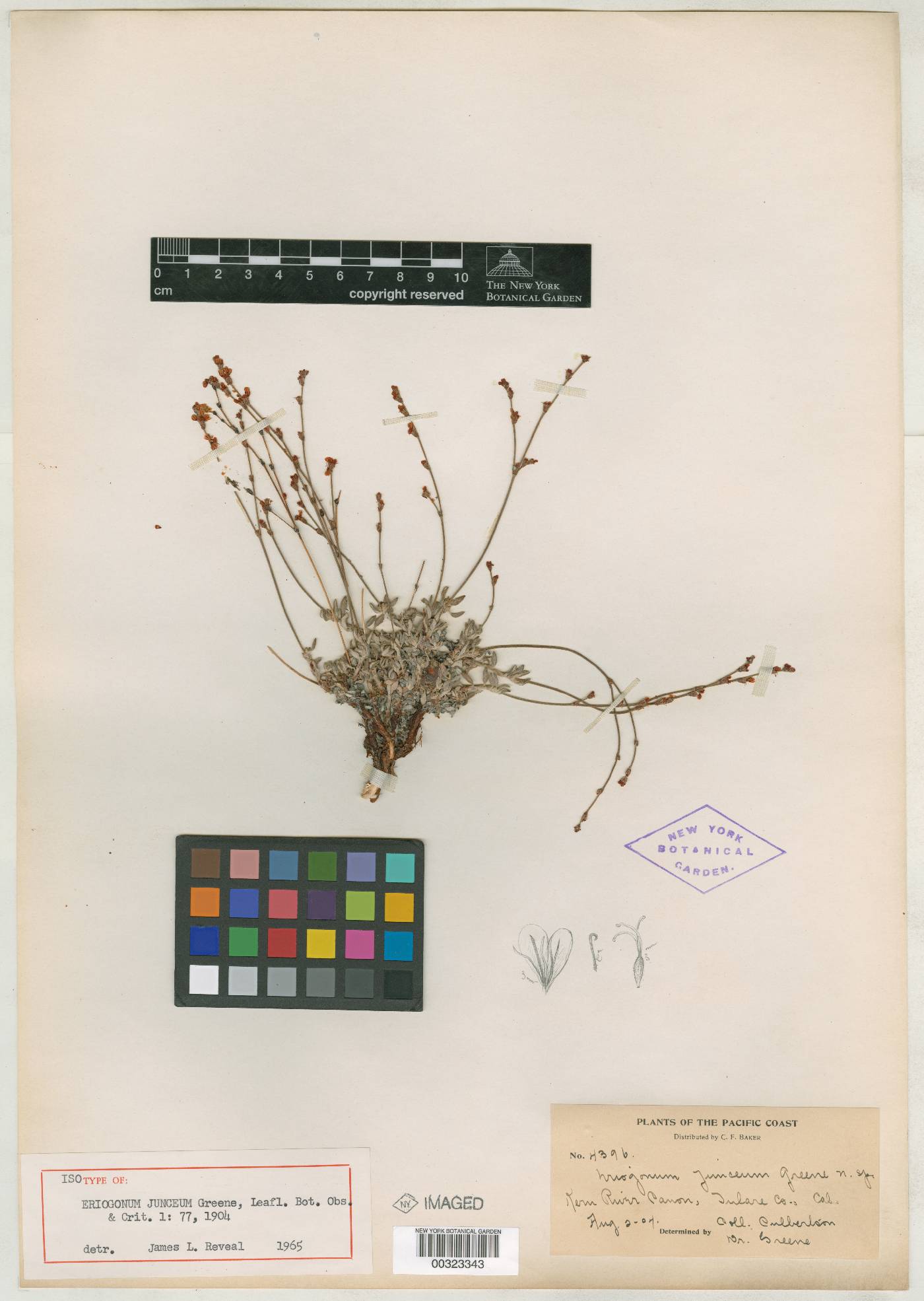 Eriogonum junceum image