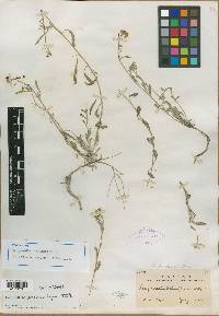 Physaria pueblensis image