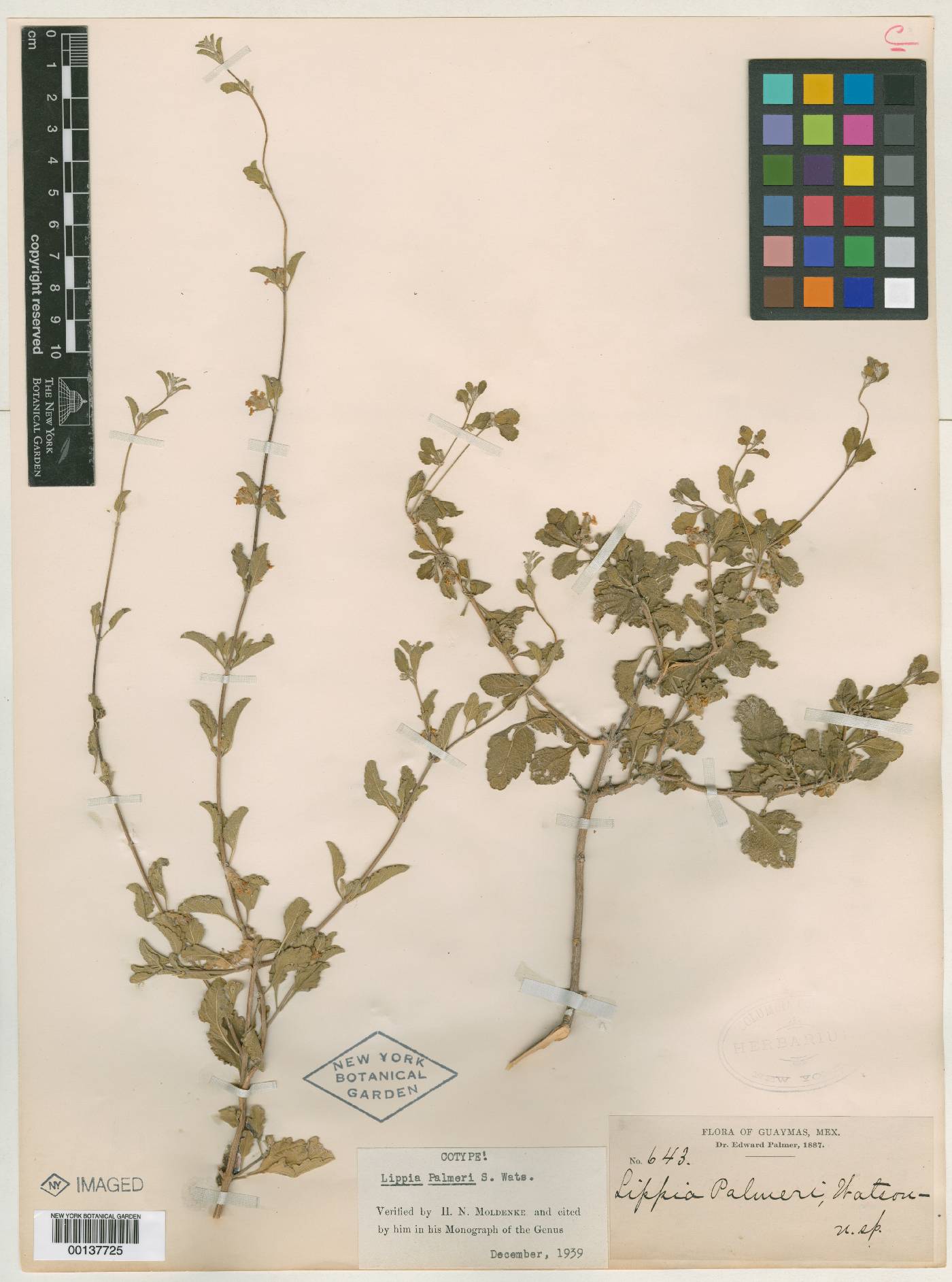 Lippia origanoides image