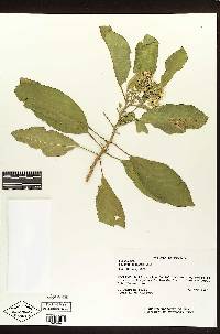 Solanum donianum image