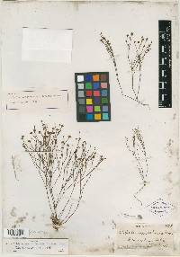 Stipulicida setacea var. lacerata image