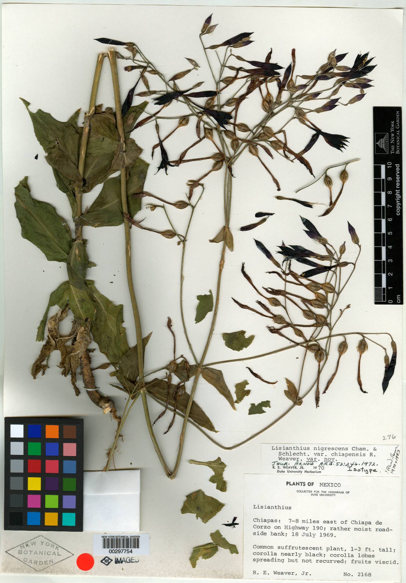 Lisianthus nigrescens var. chiapensis image