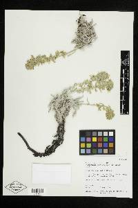 Oreocarya flavoculata image