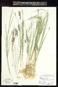 Muhlenbergia glomerata image