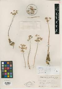 Allium perdulce var. sperryi image