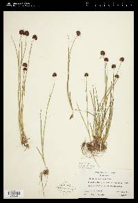 Juncus mertensianus image