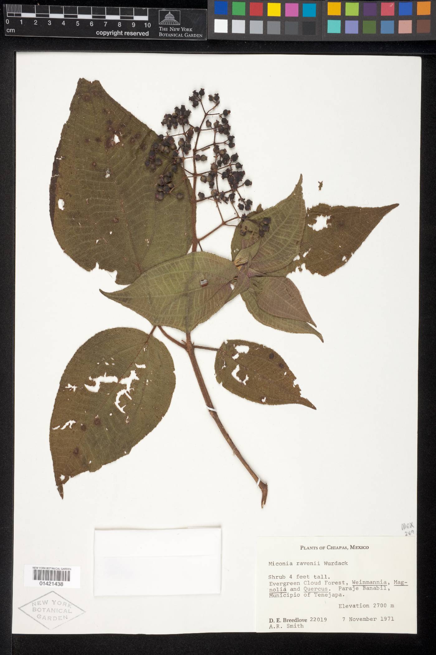 Miconia ravenii image