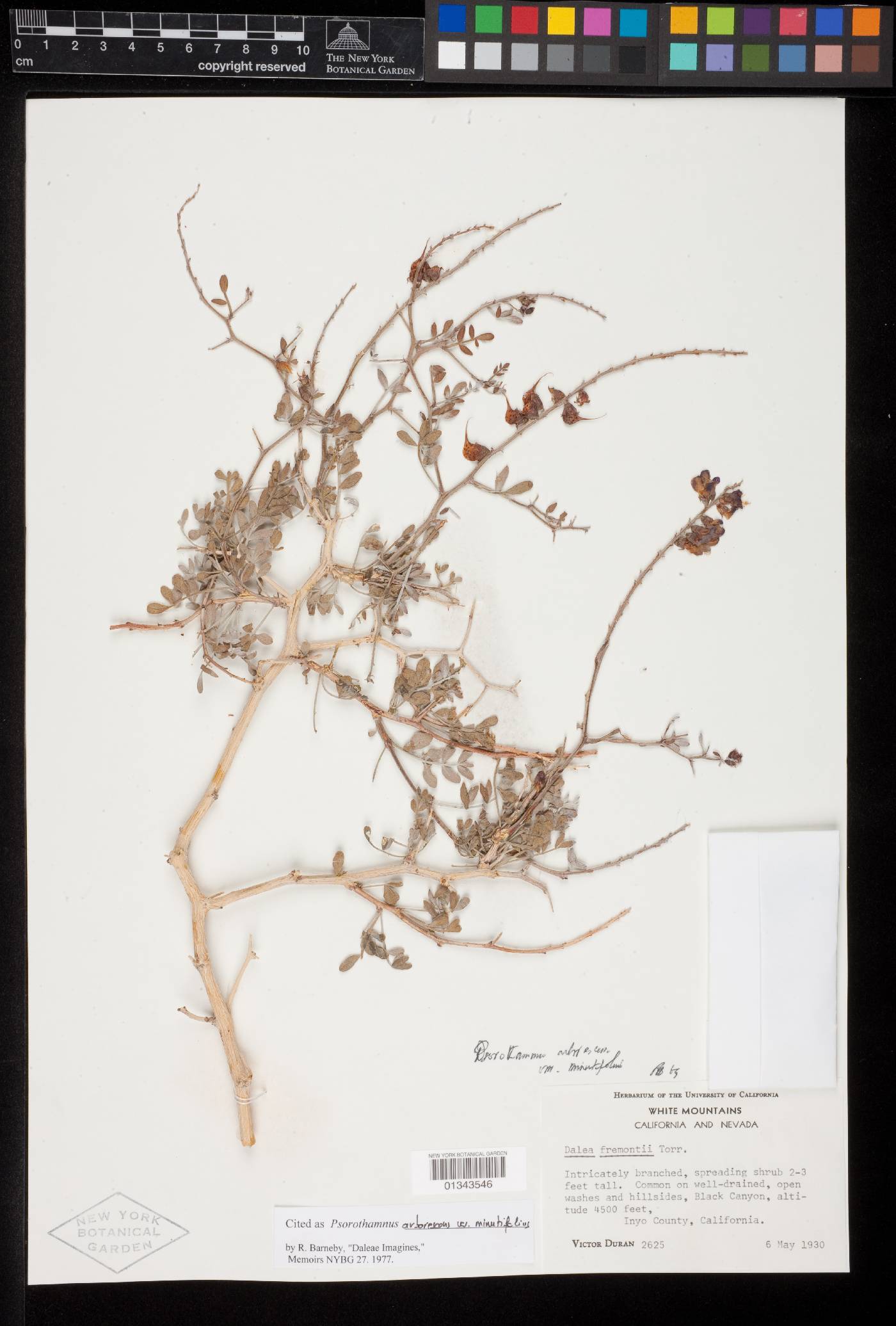 Psorothamnus arborescens var. simplifolius image