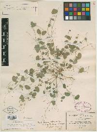 Desmodium procumbens image