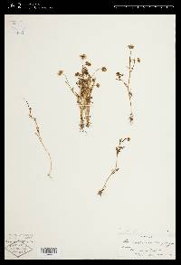 Blennosperma californicum image
