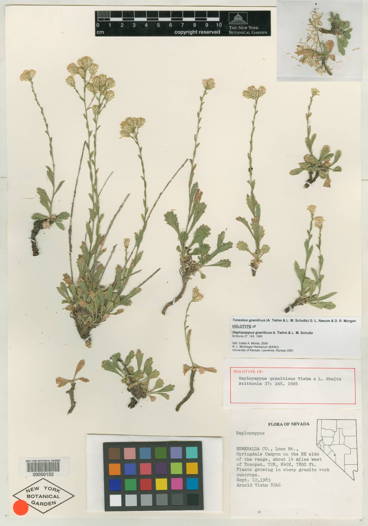 Tonestus graniticus image