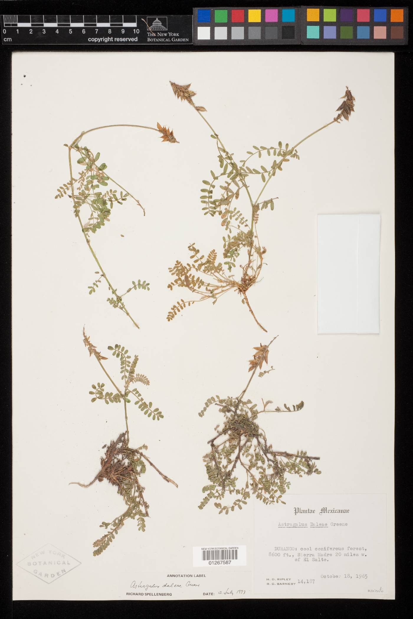 Astragalus daleae image