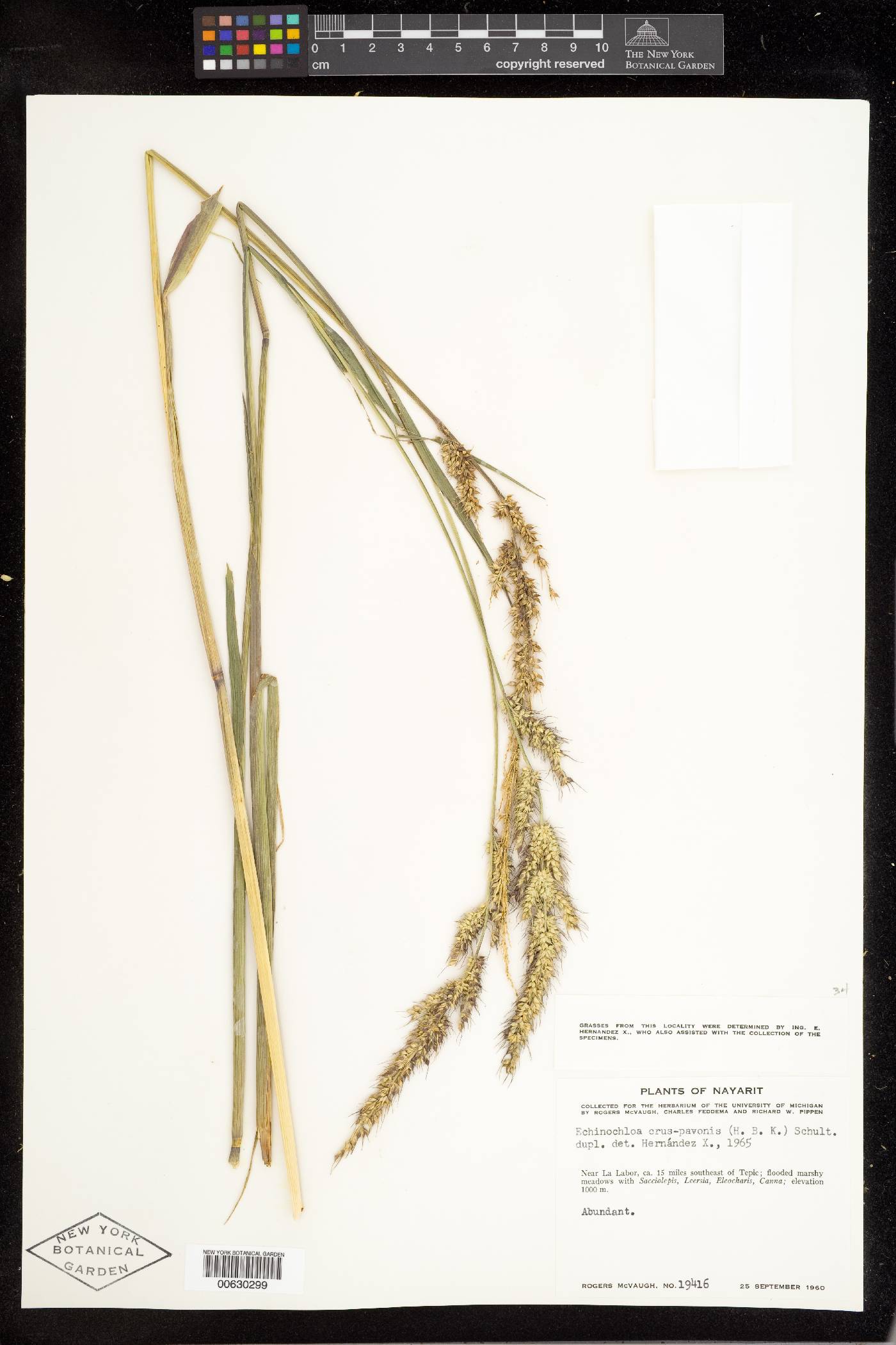 Echinochloa crus-pavonis image