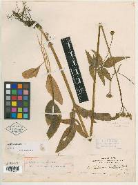 Valeriana occidentalis image