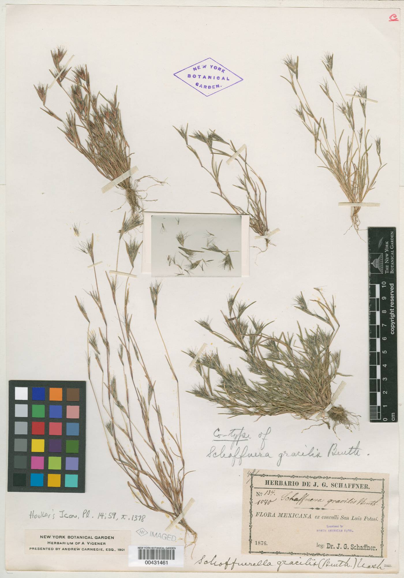 Muhlenbergia spatha image