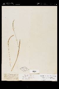 Paspalum setaceum var. muhlenbergii image