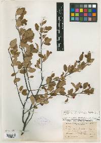 Amelanchier canadensis image