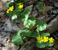 Caltha palustris image