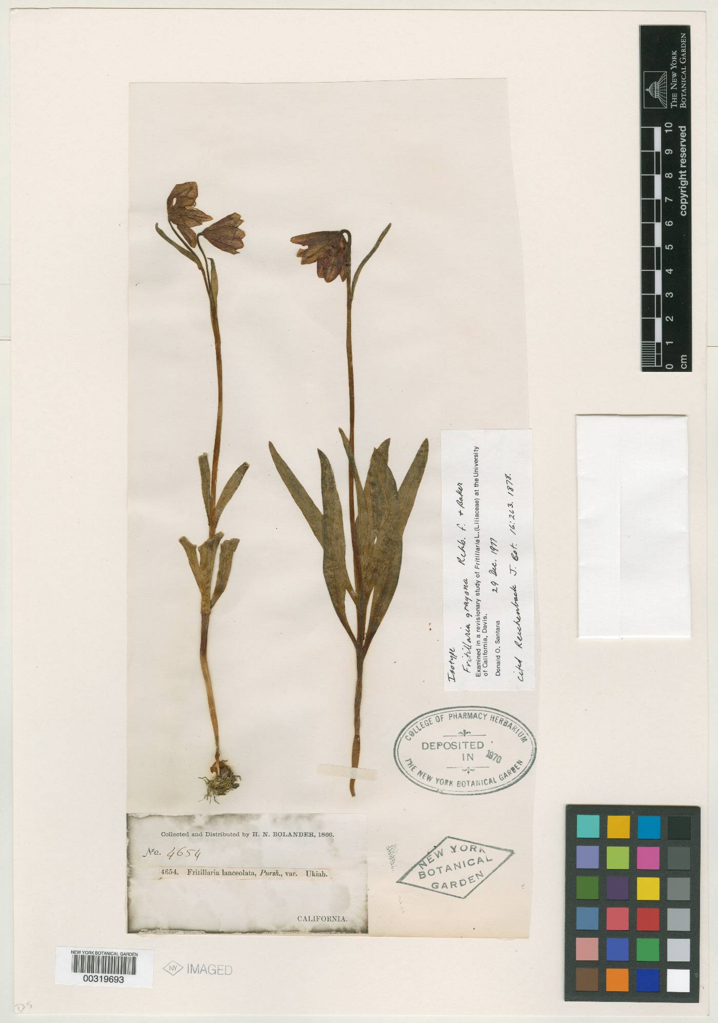 Fritillaria grayana image
