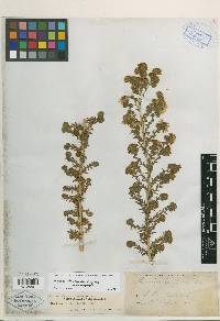 Hemizonia floribunda image