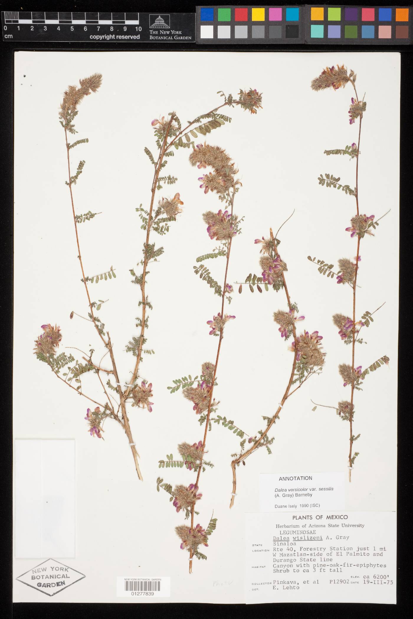 Dalea versicolor var. sessilis image