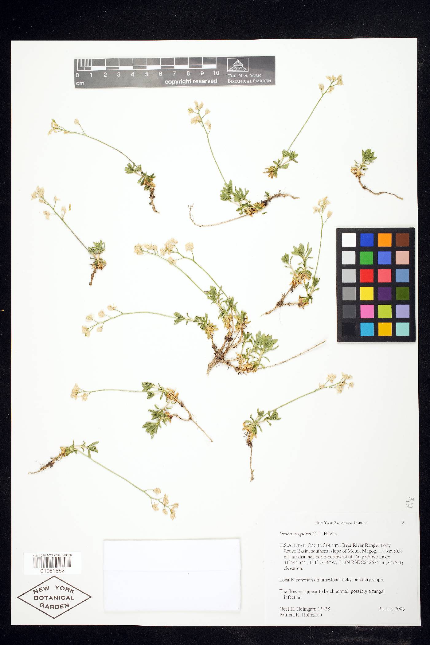 Draba maguirei image