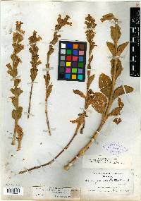 Silene scouleri subsp. scouleri image