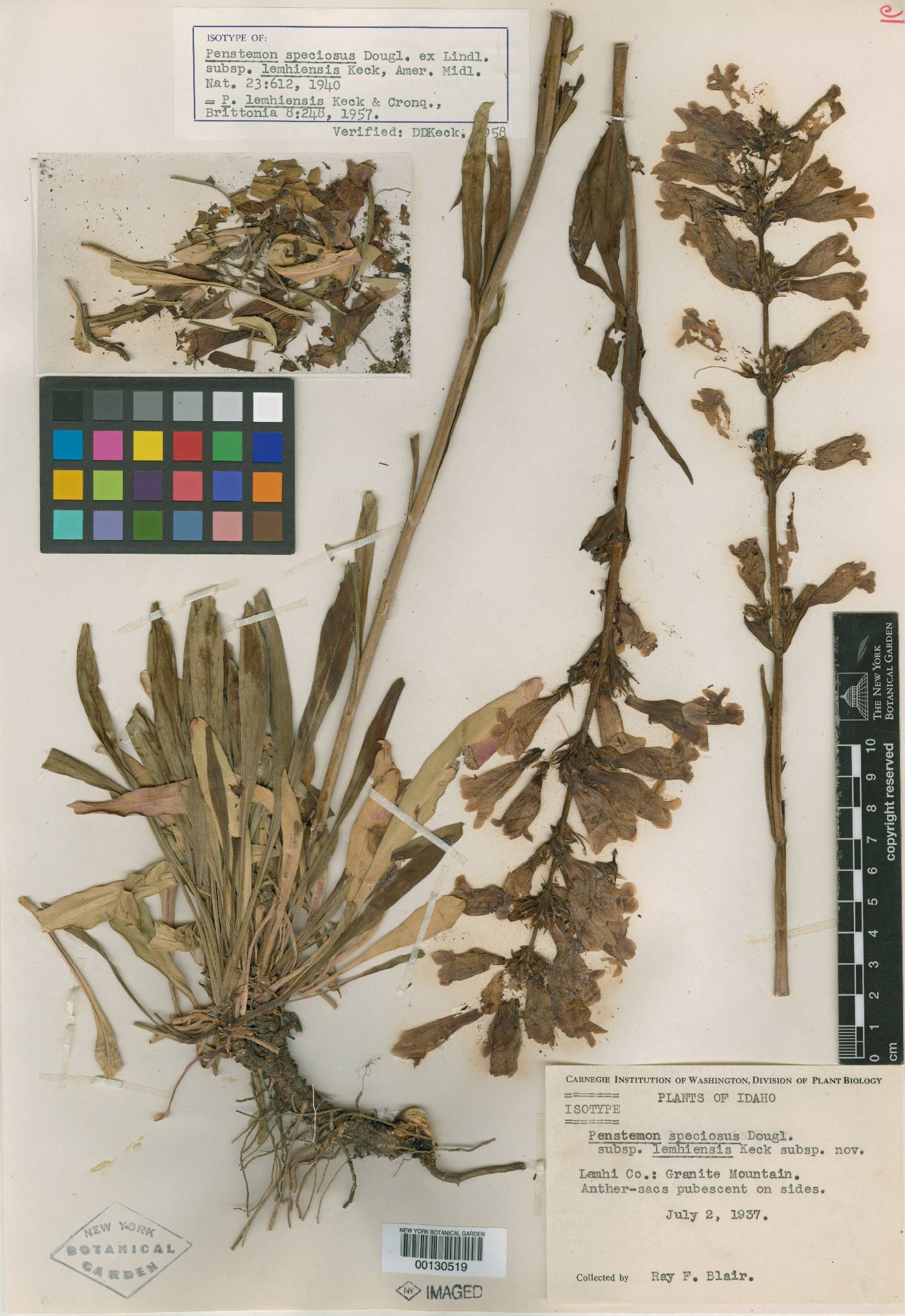 Penstemon speciosus subsp. lemhiensis image