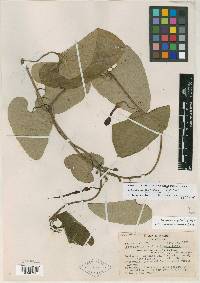Aristolochia mycteria image