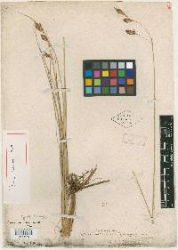 Carex franklinii image