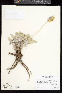 Enceliopsis nudicaulis var. nudicaulis image
