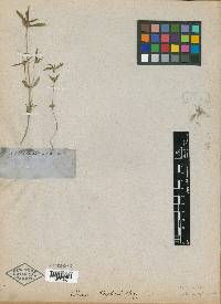 Crusea wrightii image